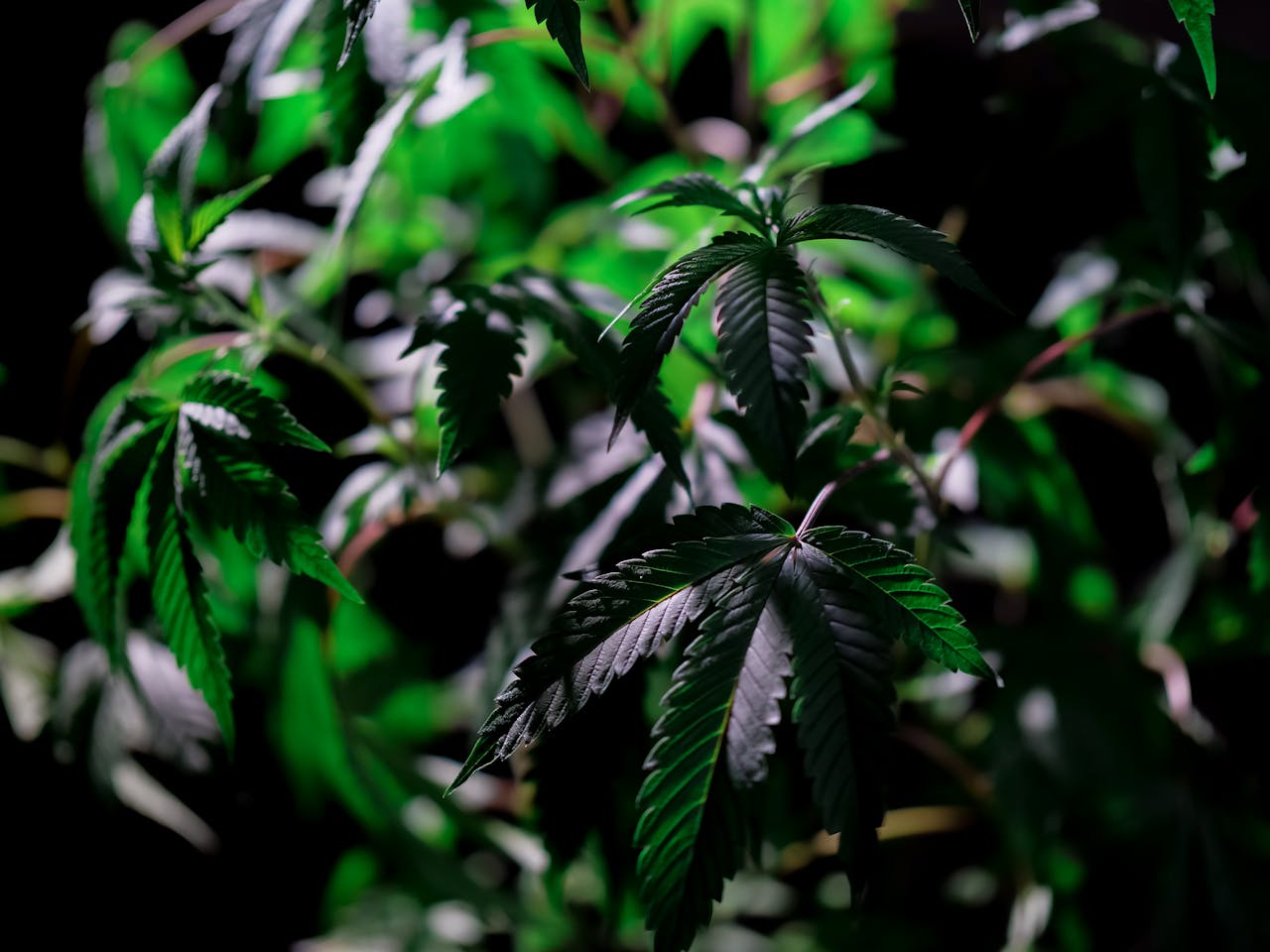 Cannabis Backlink Building Done Right The 2026 Framework Brands Are Using to Outrank Saturation